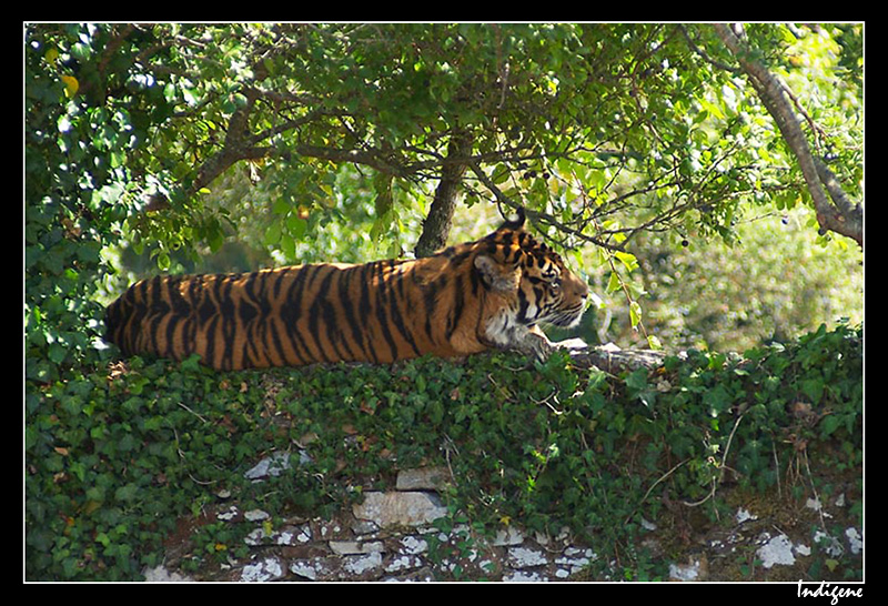 Tigre sur un mur